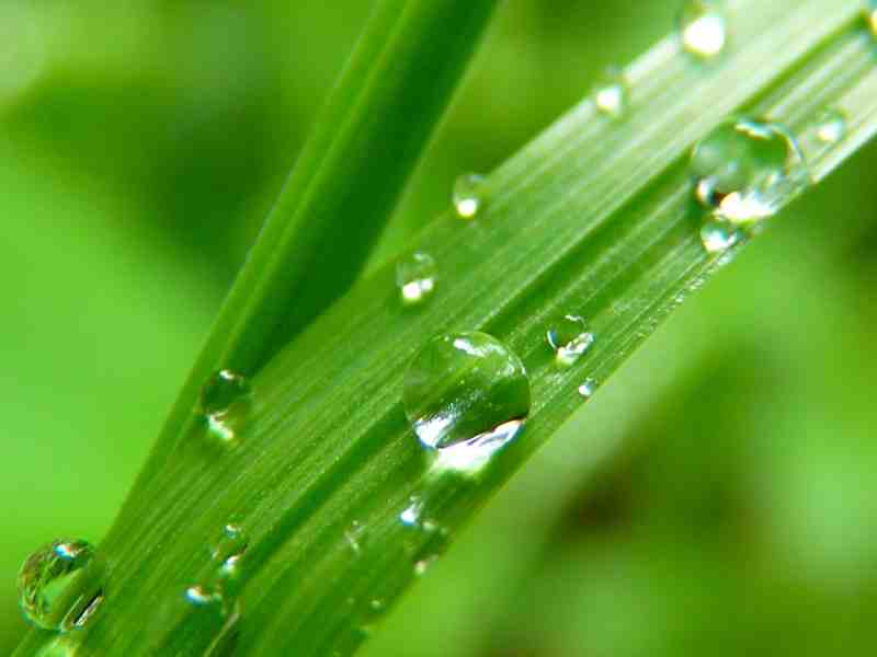 green and raindrops